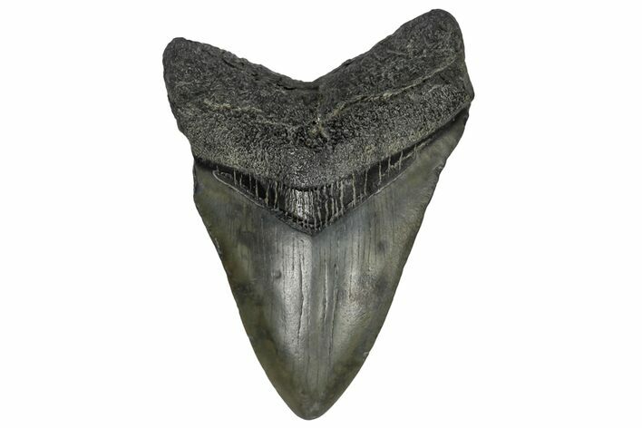 Juvenile Megalodon Tooth - South Carolina #170412